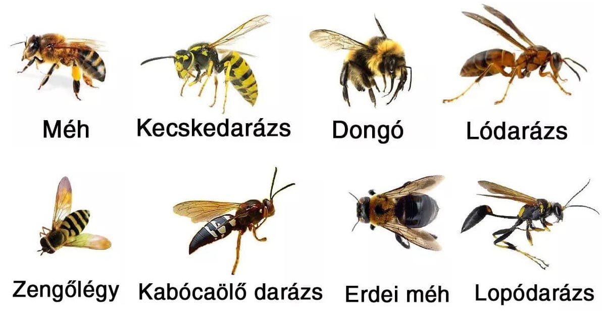 méh