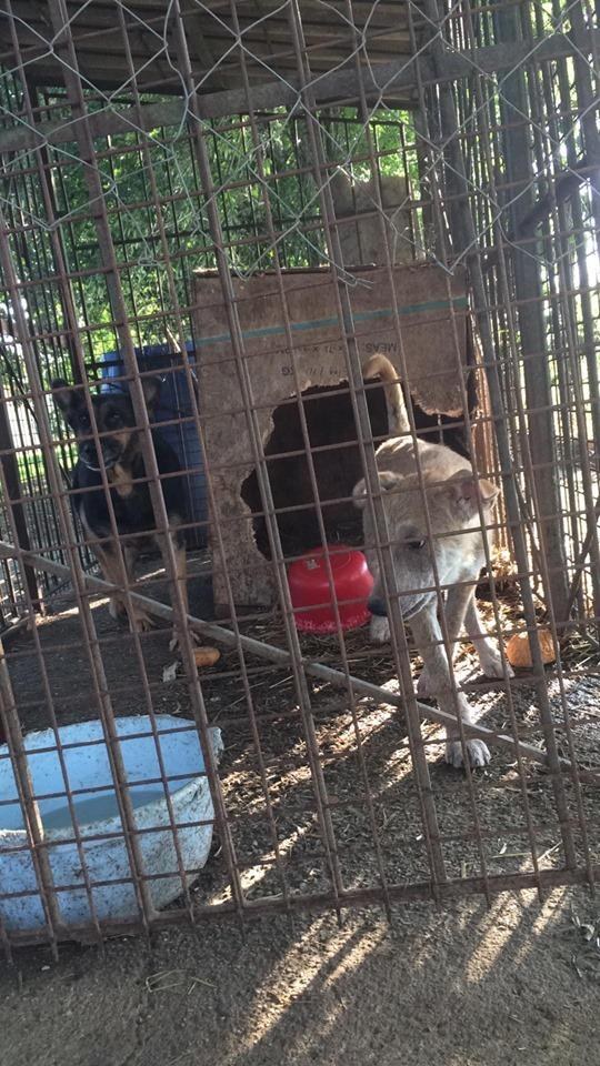 Ebben a nyomorúságos ketrecben van összezárva az utolsó idős vemhes szuka a bőrbeteg kutyával / Fotó: Német Juhászkutya Fajtamentés Alapítvány