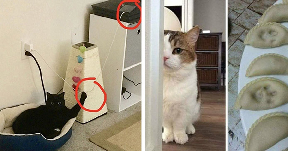 Застуканными быть на месте. Кошек застали. Кошку застали на месте преступления. Кошку застукали. Кошку спалили.