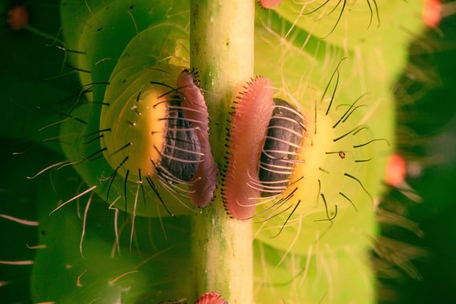 Caterpillar Toes [6000 x 4000] [OC]