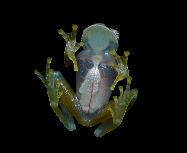14457060 Flickr ggallice Glass frog 4 cropped 1581063530 728 62396d8769 1581648217