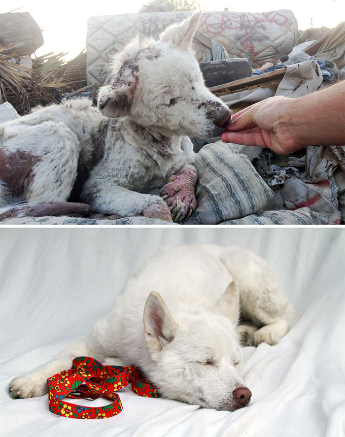 16 szívfacsaró előtte-utána kép a halál széléről mentett kutyákról15