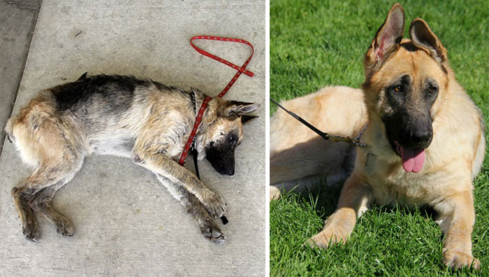 16 szívfacsaró előtte-utána kép a halál széléről mentett kutyákról4