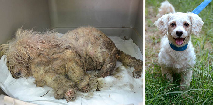 16 szívfacsaró előtte-utána kép a halál széléről mentett kutyákról8