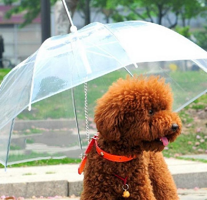Kutyaesernyő