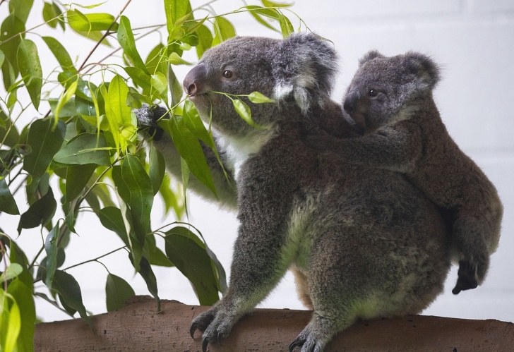 Koala és koalabébi