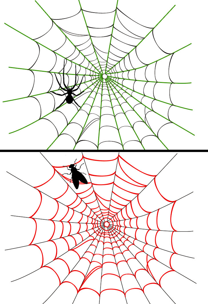 Паук сплел паутину как показано на рисунке
