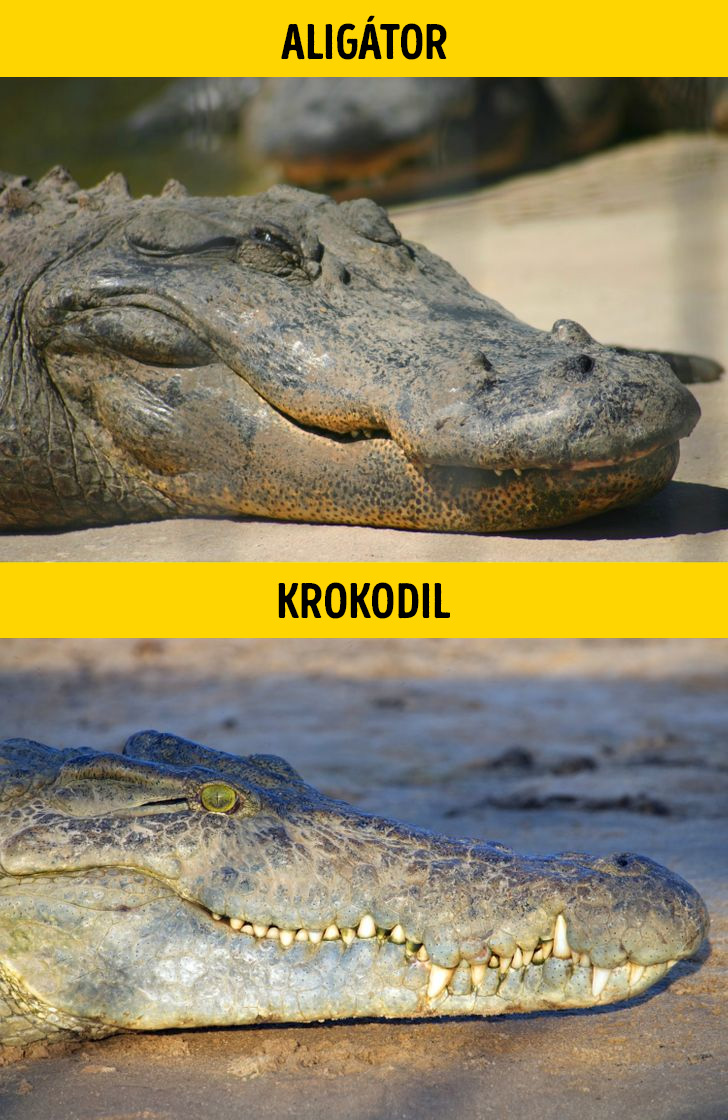 Aligator es krokodil