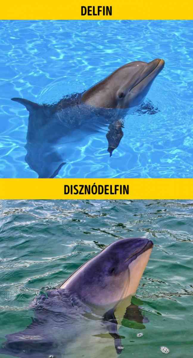 Delfin es disznodelfin