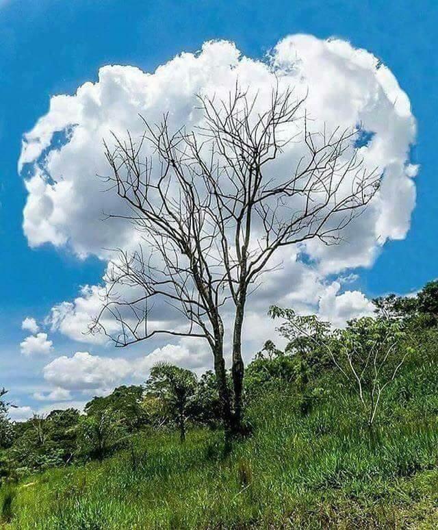 r/oddlysatisfying - This cloud tree