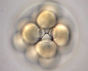 A kutatók mesterséges úton hoztak létre szintetikus emberi emberiókat